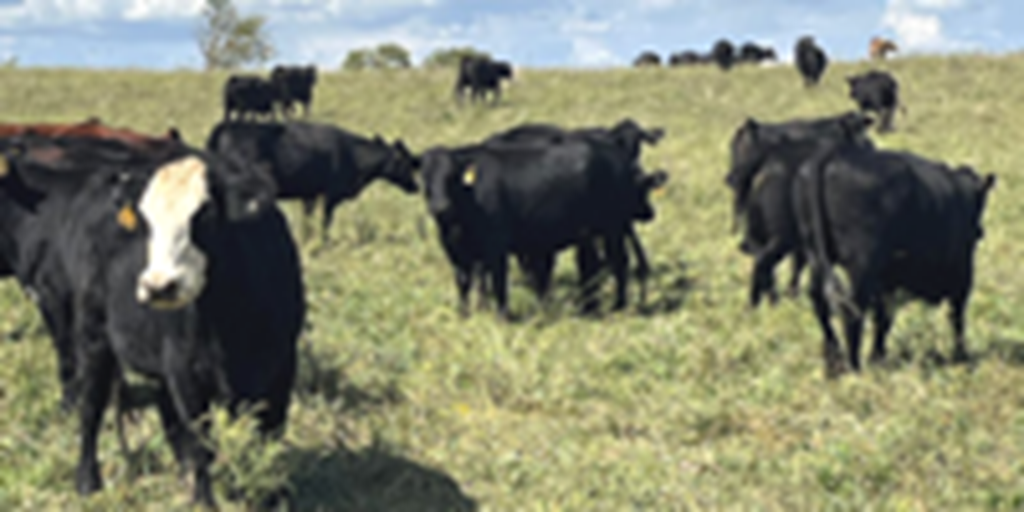40 Angus, BWF, Red Angus, RWF & Charolais Cross Open Cows... Southwest MO
