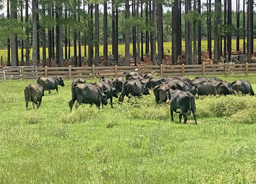 Cattle Range Listing Photo