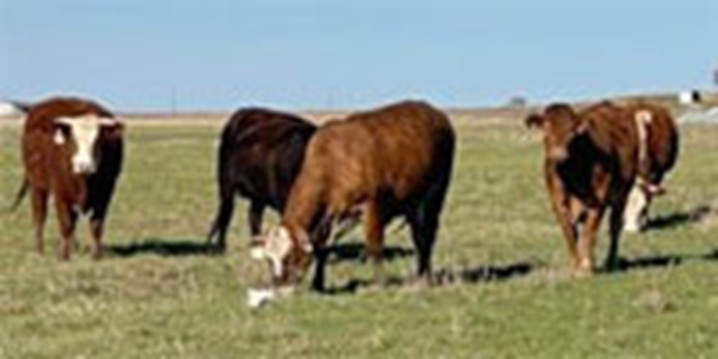 38 Hereford, Braford/Brangus & Beefmaster 1st-Calf Heifers w/ 8+ Calves... Central TX