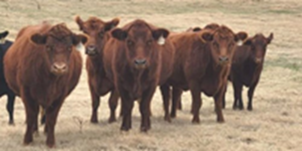 11 Red Angus 2nd-Calf Cows... Central OK