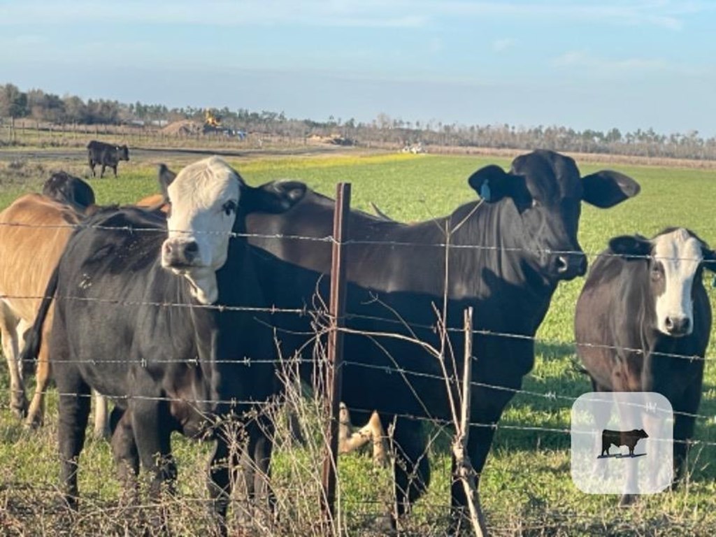 Cattle Range Listing Photo