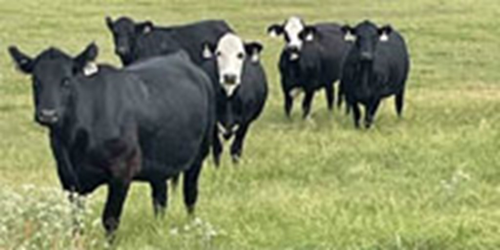 30 Angus & 'BWF' Cows... N. Central TX