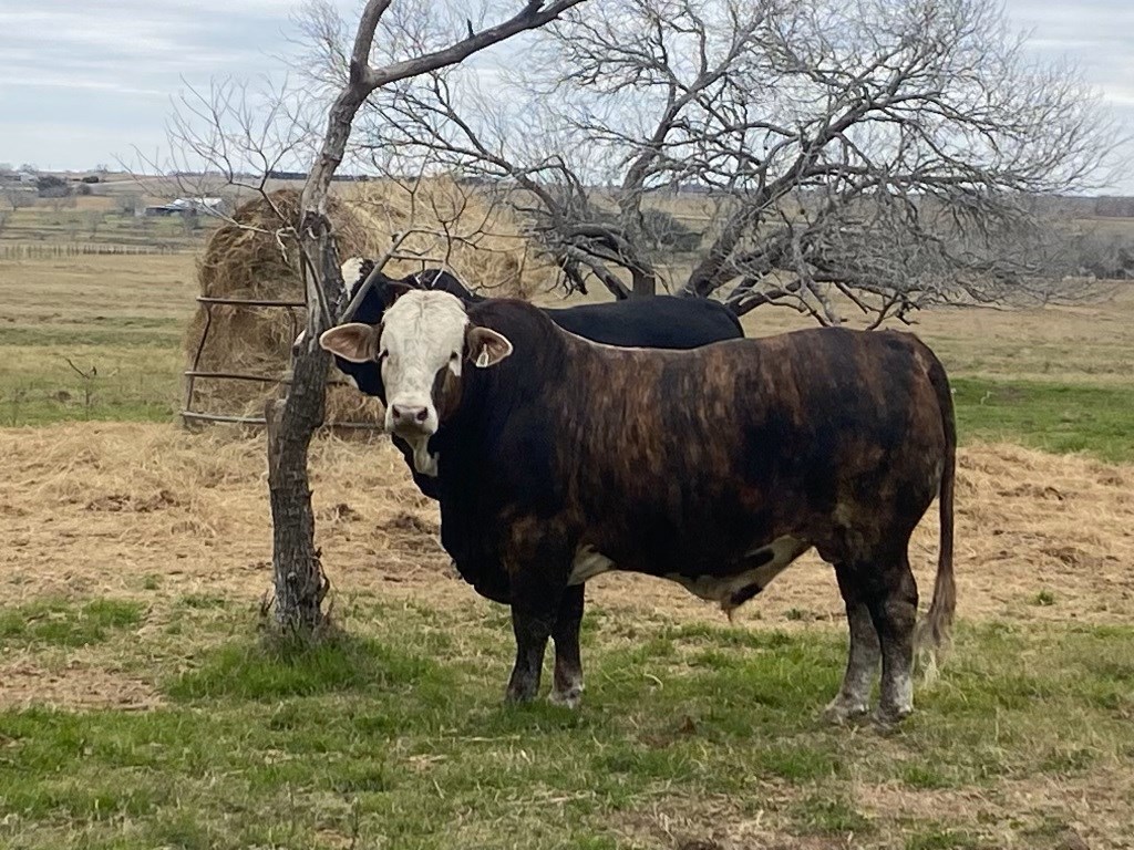 Cattle Range Listing Photo