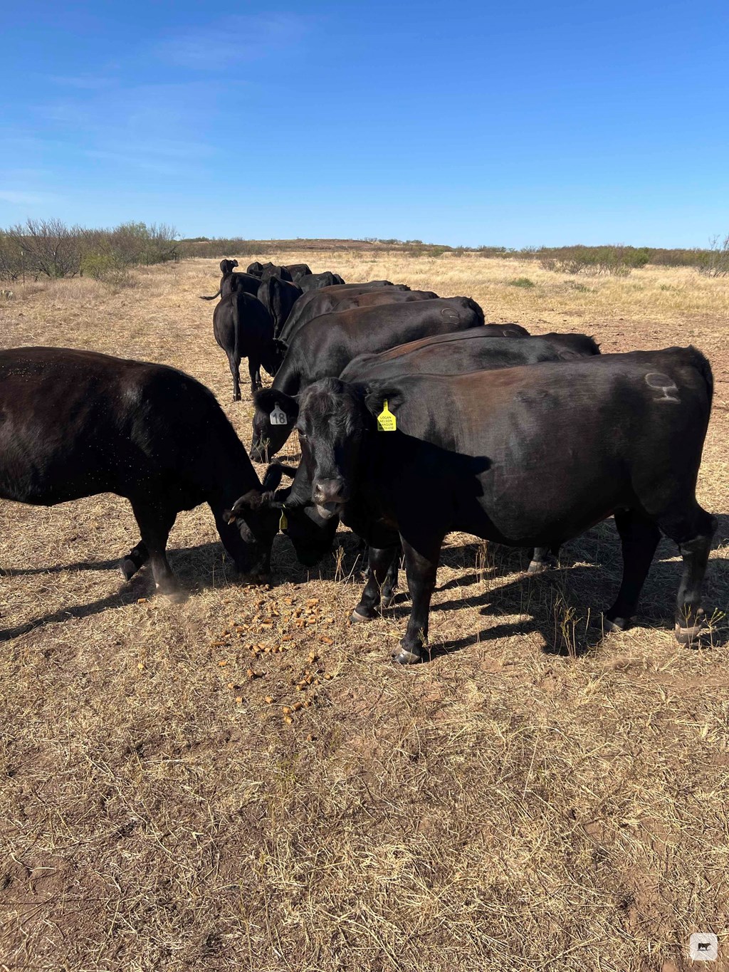 Cattle Range Listing Photo