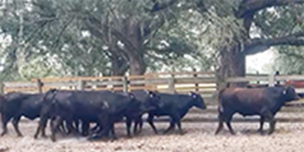 40 Brangus Cross Bred Heifers... Northern FL