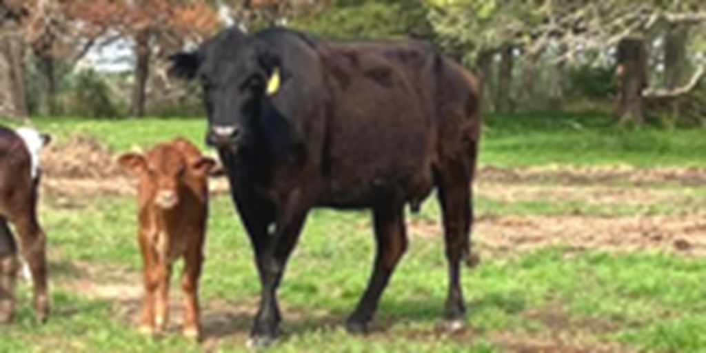 1 Angus/Brangus Cow & Calf Pair... Northeast TX