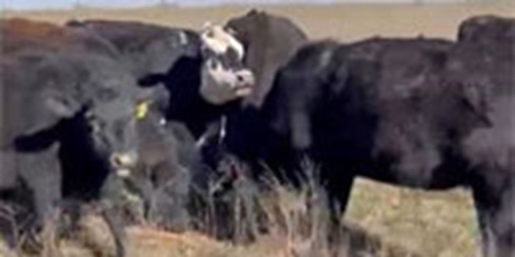 35 Angus & Black Baldy Pairs... N. Central OK