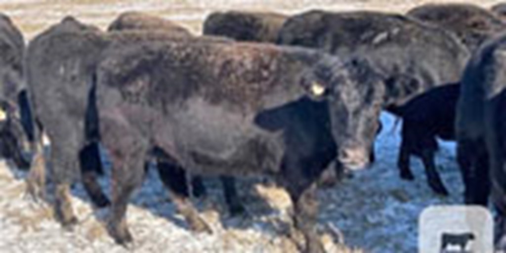 50 Angus/SimAngus Bred Heifers... N. Central OK