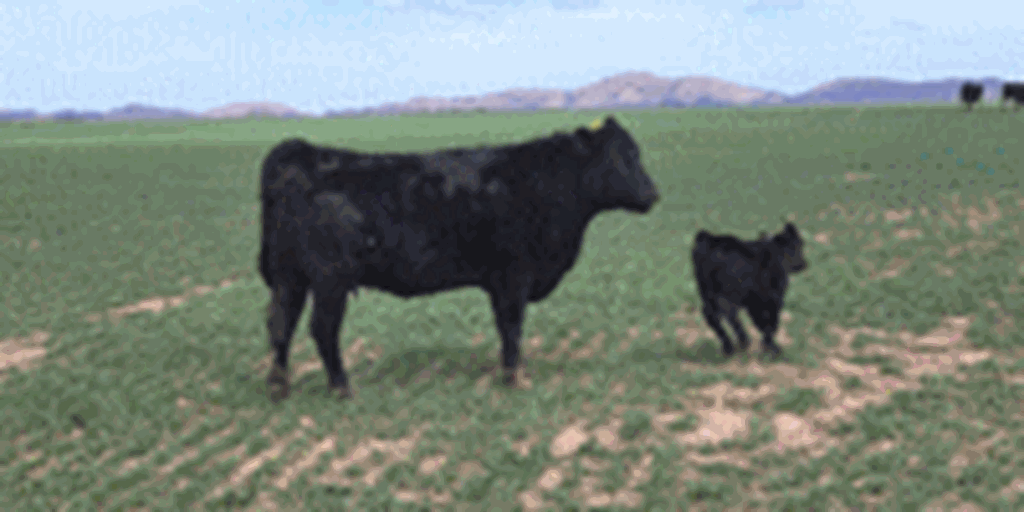 120	Angus Bred Heifers w/ 100+ Calves... Southwest OK