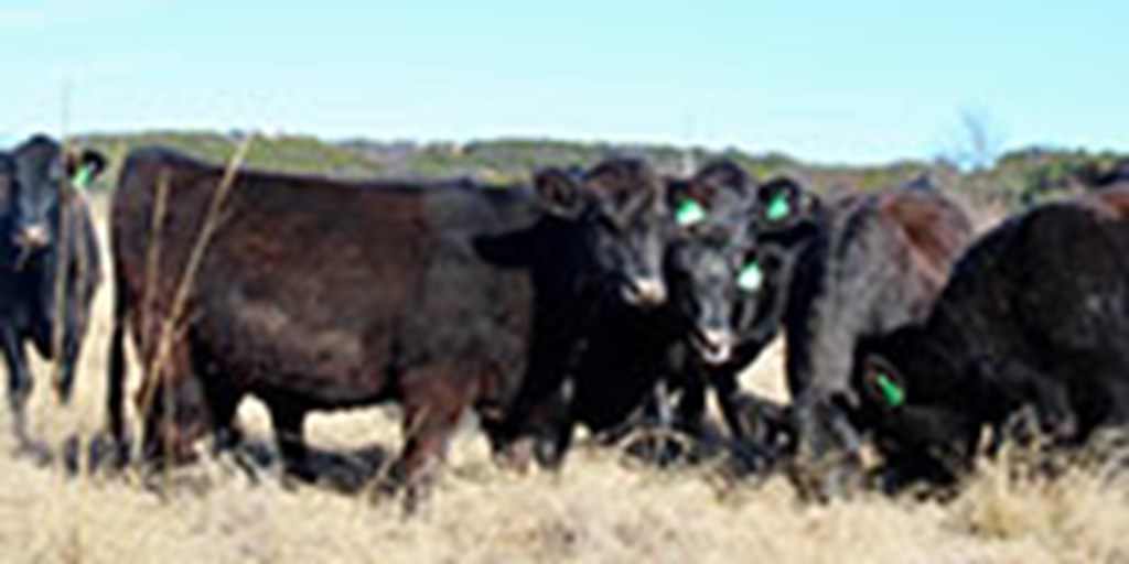 10 Angus Cows... Central TX