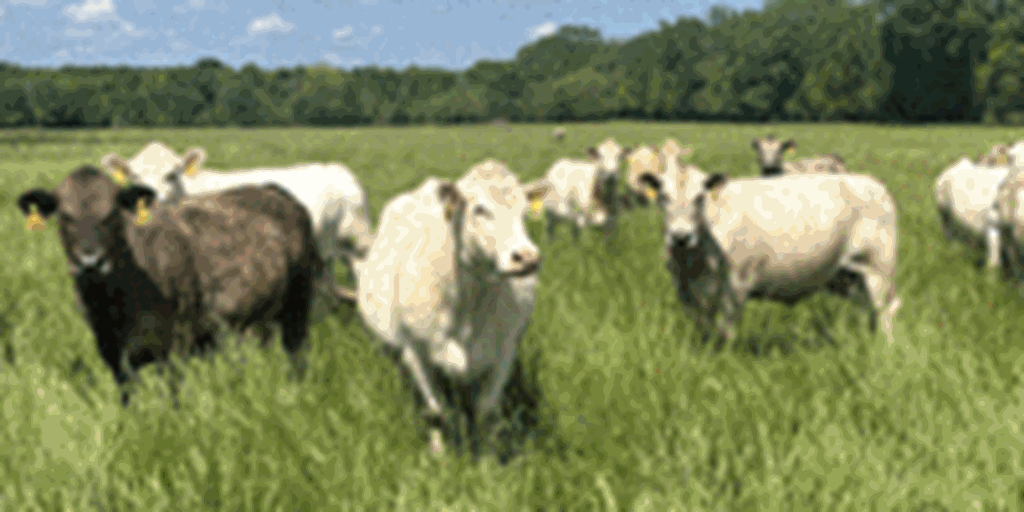 40 Charolais Cross Cows... Southwest MO