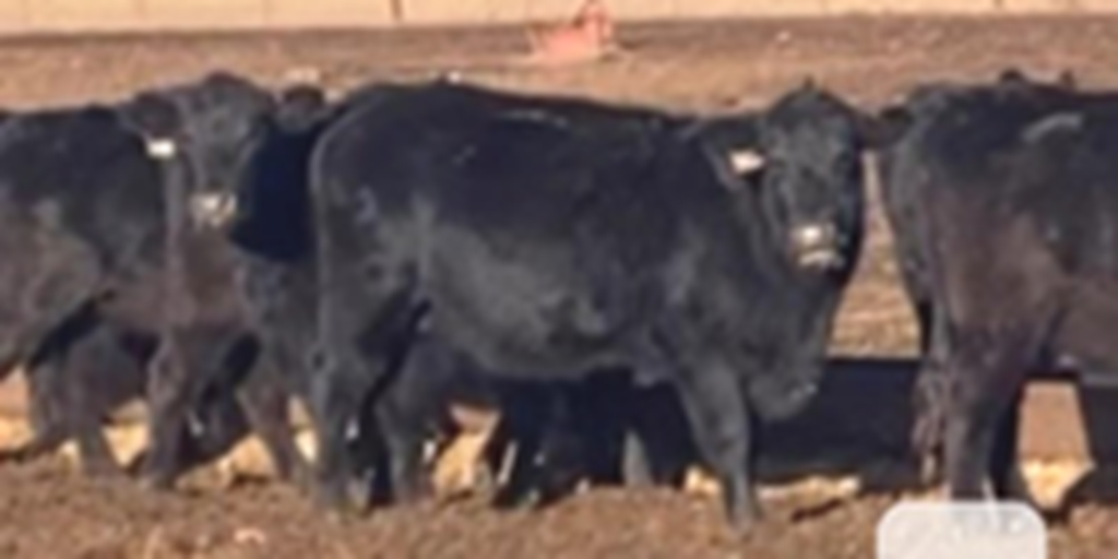 75 Angus & BWF 2nd-Calf Cows... S. Central KS