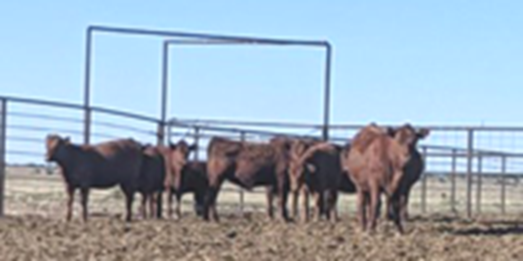 140	Red Angus Rep. Heifers... Central NM