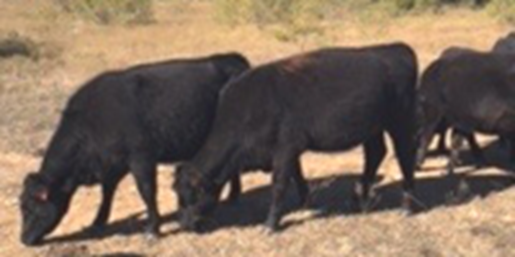 24 Angus Bred Heifers... N Central TX