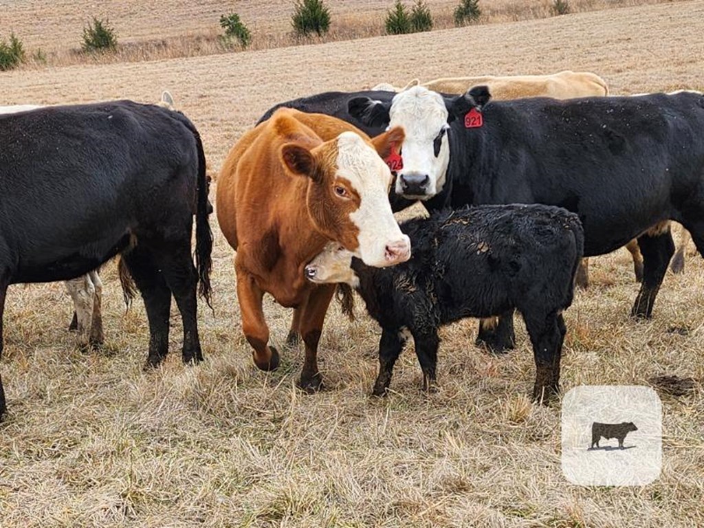 Cattle Range Listing Photo