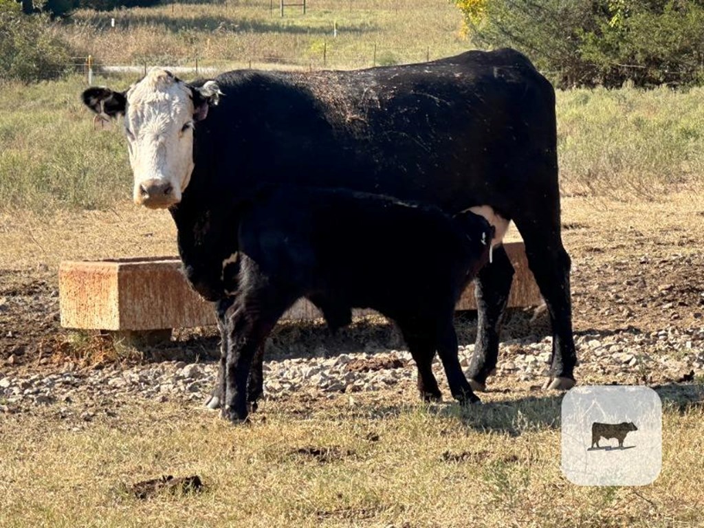 Cattle Range Listing Photo