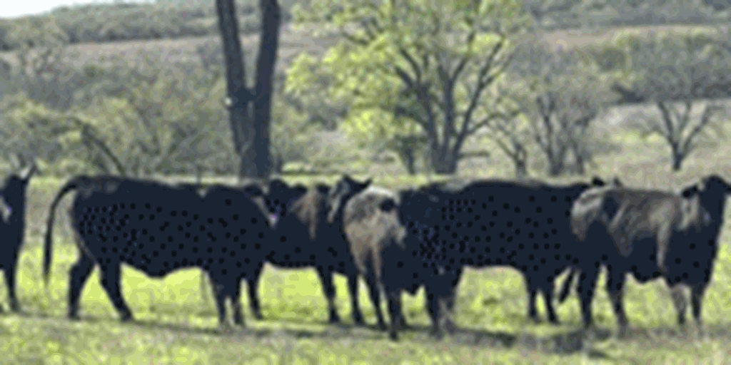 90 Angus & Angus Cross Cows w/ 25+ Calves... Central OK