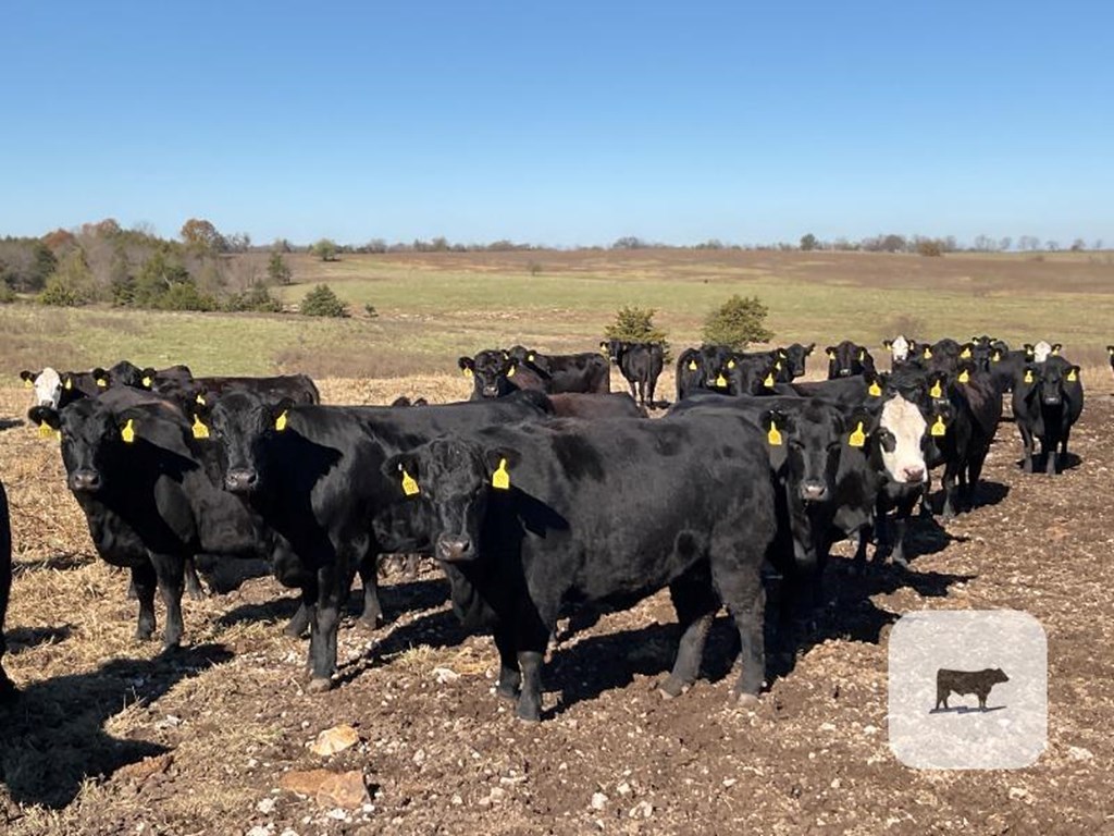 Cattle Range Listing Photo