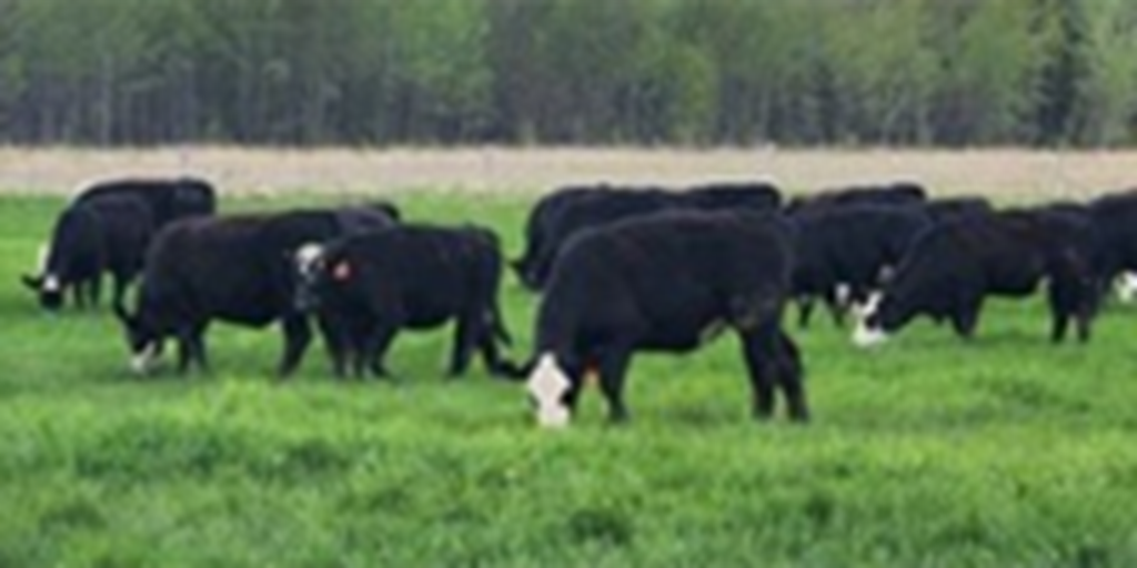 250 Purebred Angus & F1 Angus Baldy Bred Heifers... N. Central MN ~ FD