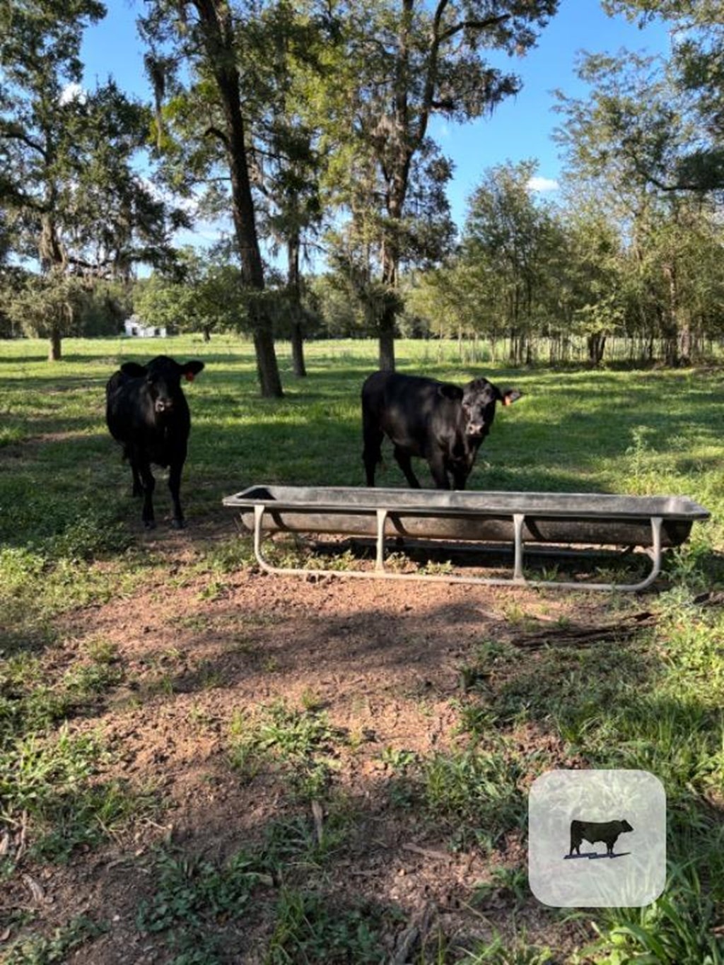 Cattle Range Listing Photo