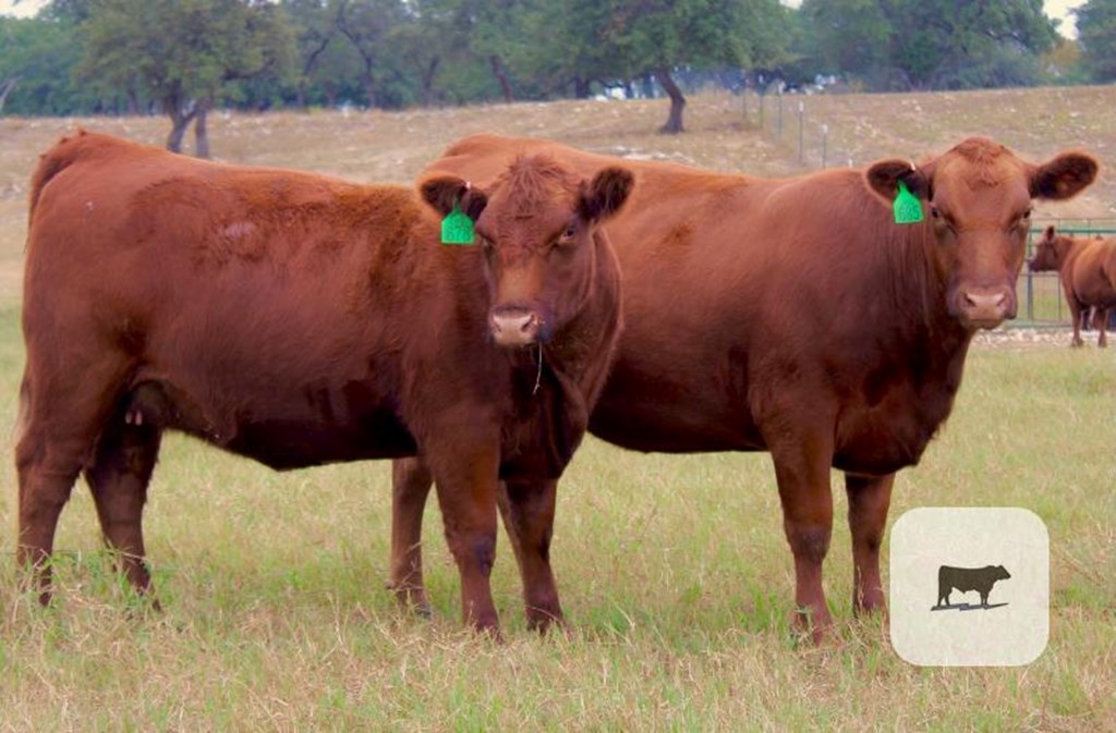 Cattle Range Listing Photo