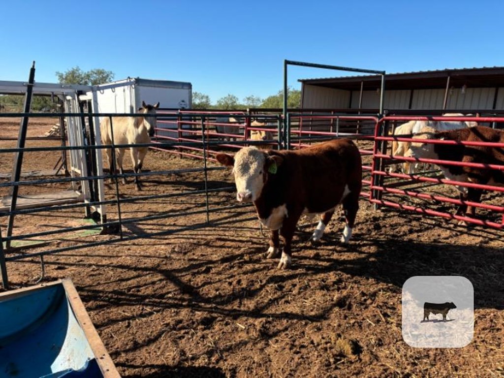 Cattle Range Listing Photo