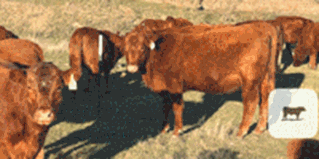 50 Red Angus Bred Heifers... North TX ~ BVD-PI Neg.
