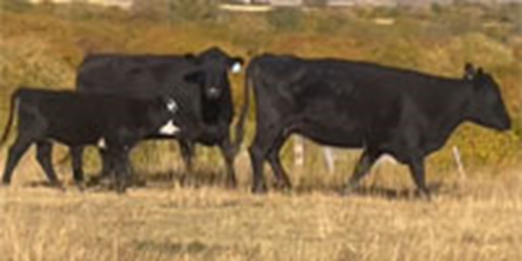 40 Angus & Angus Cross Pairs... Southwest WY