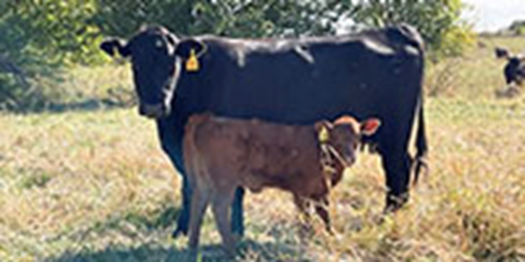 35 Angus & Black Baldy Pairs... Southwest MO