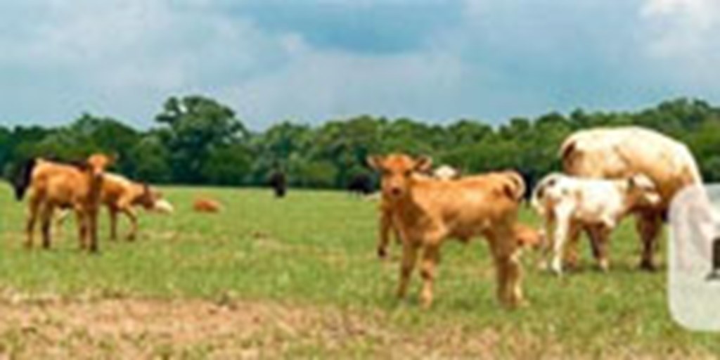 50 Red Angus & Charolais Pairs... Southwest OK