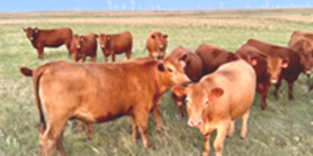 35 Red Angus Bred Heifers... Northwest OK