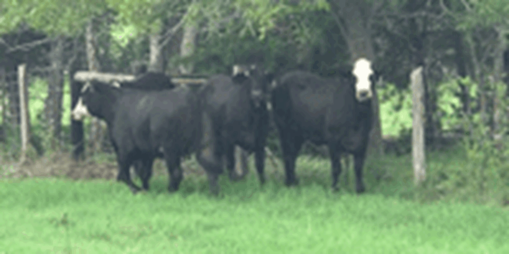 6 Brangus Baldy Bred Heifers... Central TX