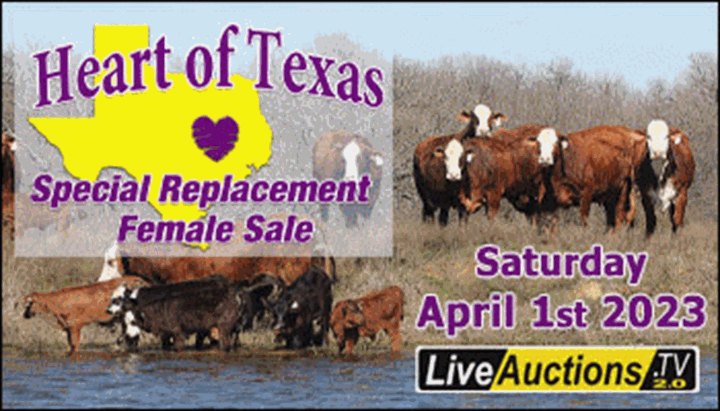 SS-Heart of Texas Special Replacement Female Sale-04-01-2023