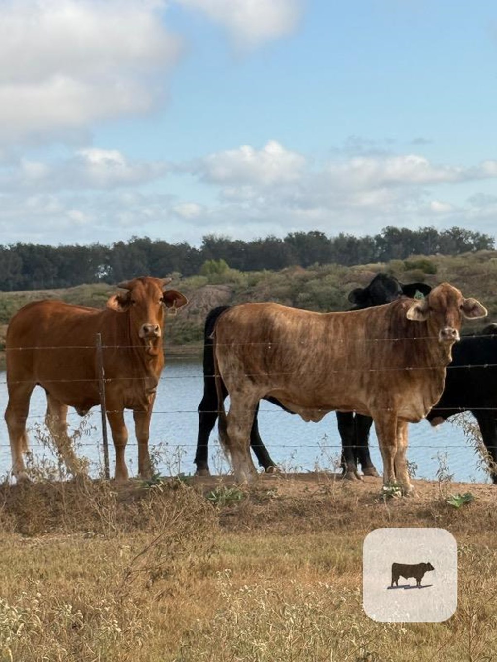 Cattle Range Listing Photo