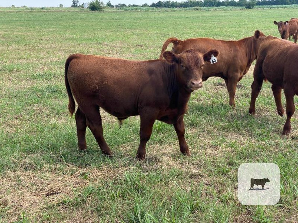 Cattle Range Listing Photo