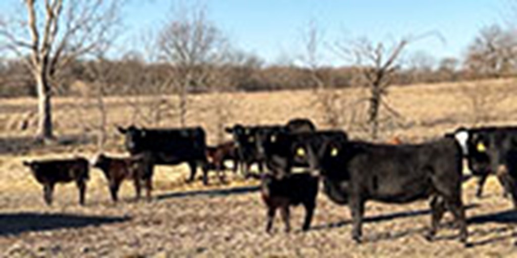 35 Angus & BMF Pairs... Southwest MO