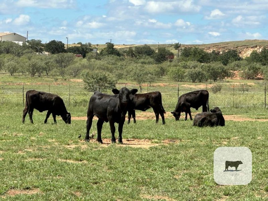 Cattle Range Listing Photo