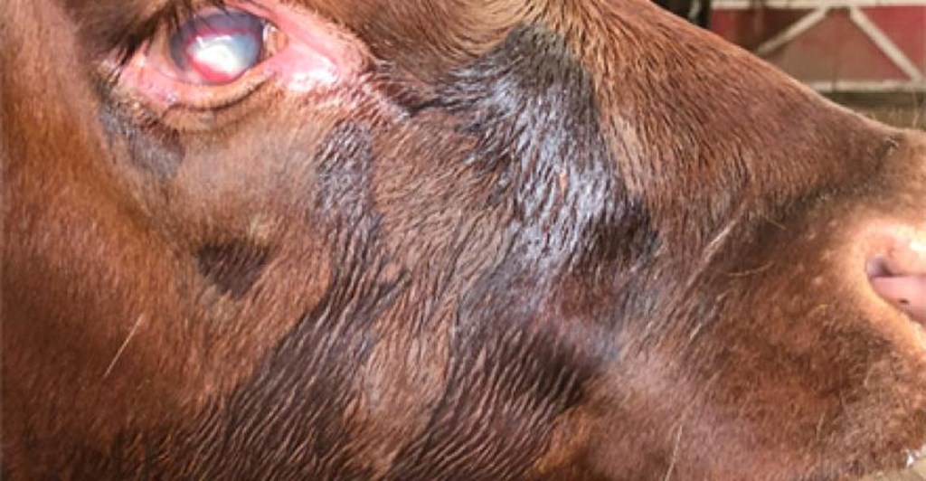 Researchers Discover Two Variants of M. Bovis that cause Pinkeye