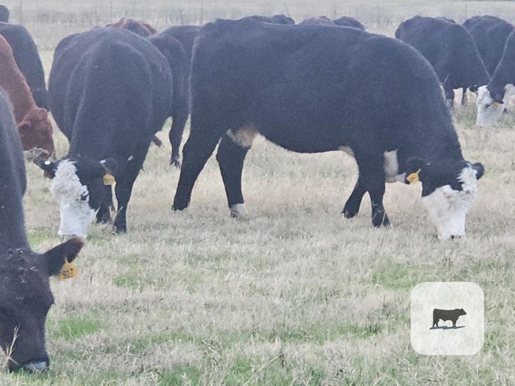 Cattle Range Listing Photo