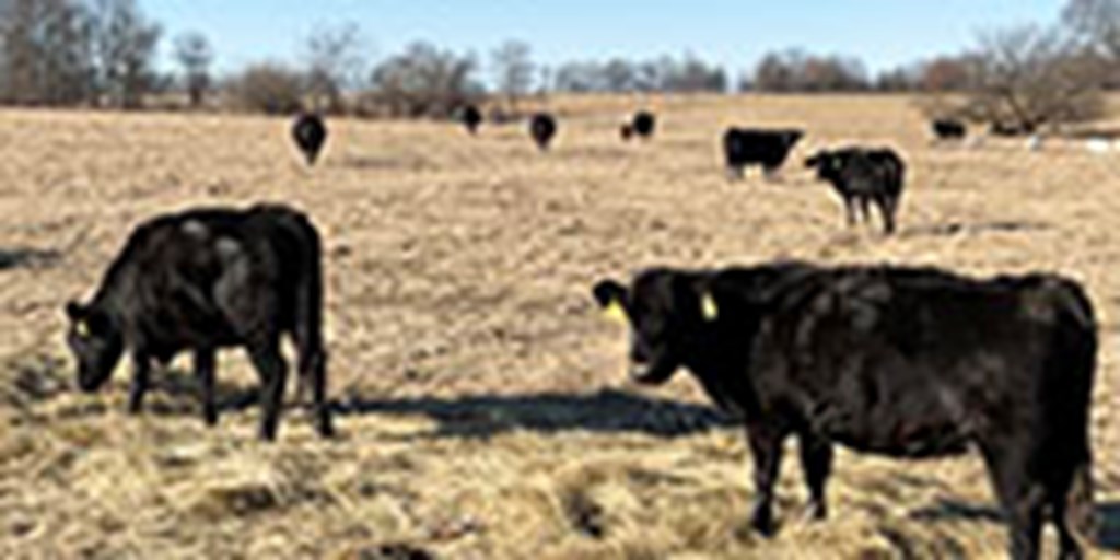 41 Angus & BMF Cows... Southwest MO