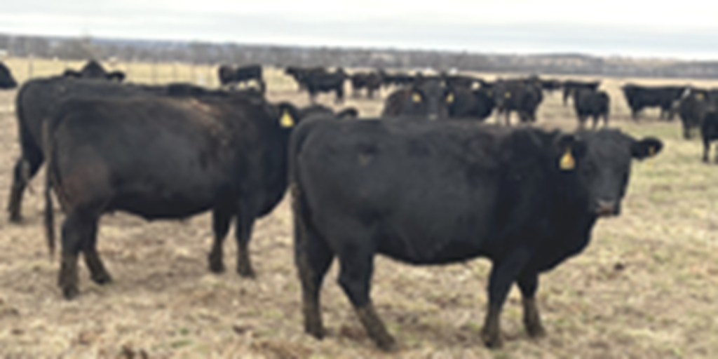 60 Angus & BWF Cows... Southwest MO