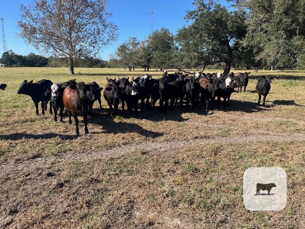 Cattle Range Listing Photo