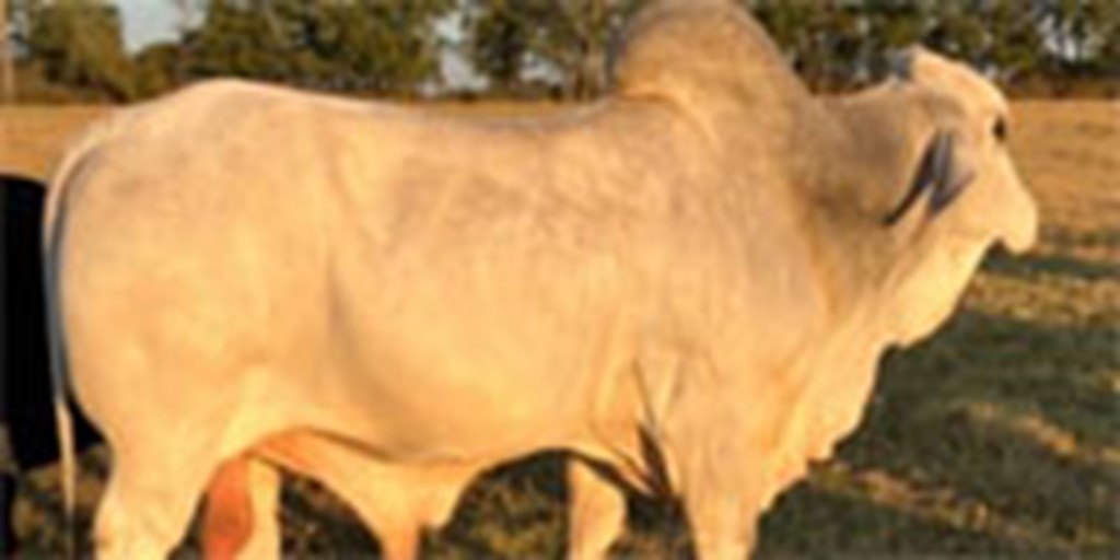 1 Reg. Brahman Bull.... Central TX