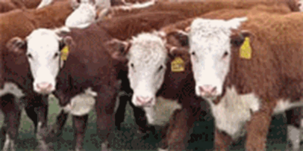 150 Hereford Rep. Heifers... Central TX