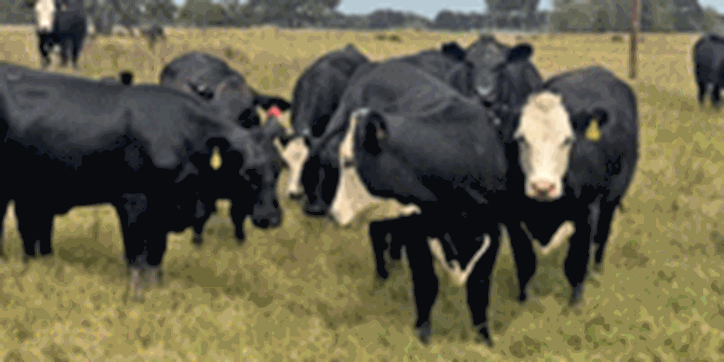 45 Angus & 'BWF' Cows... Northeast TX