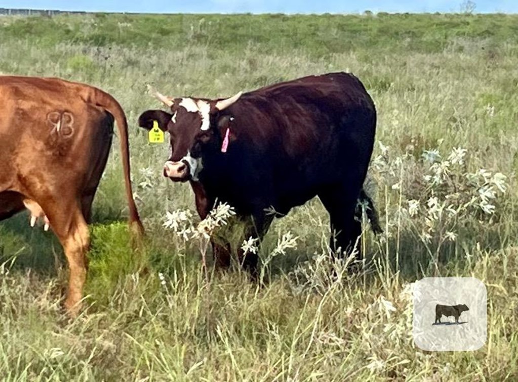 Cattle Range Listing Photo