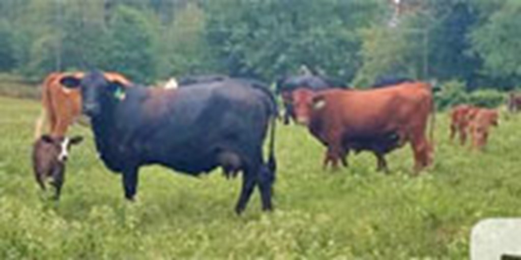28 Angus, Red Angus & Charolais Cross Pairs... Central AR