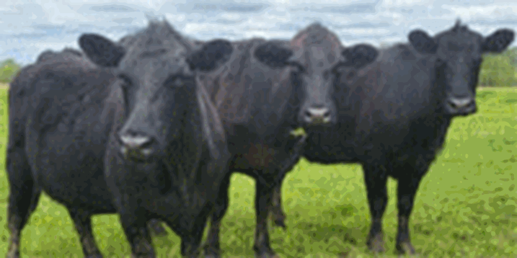 16 Angus Plus & BWF Cows w/ 1+ Calves... Northeast MS