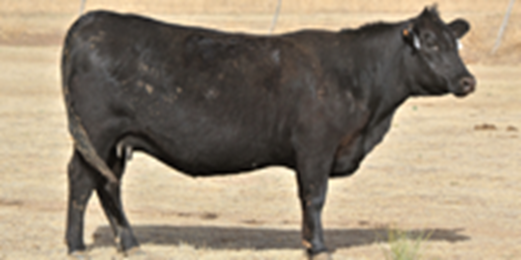37 Angus Cows w/ 11+ Calves... TX Panhandle