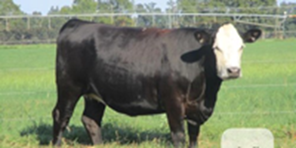 4 Angus Cross 'BWF' Bred Heifers... Northeast LA